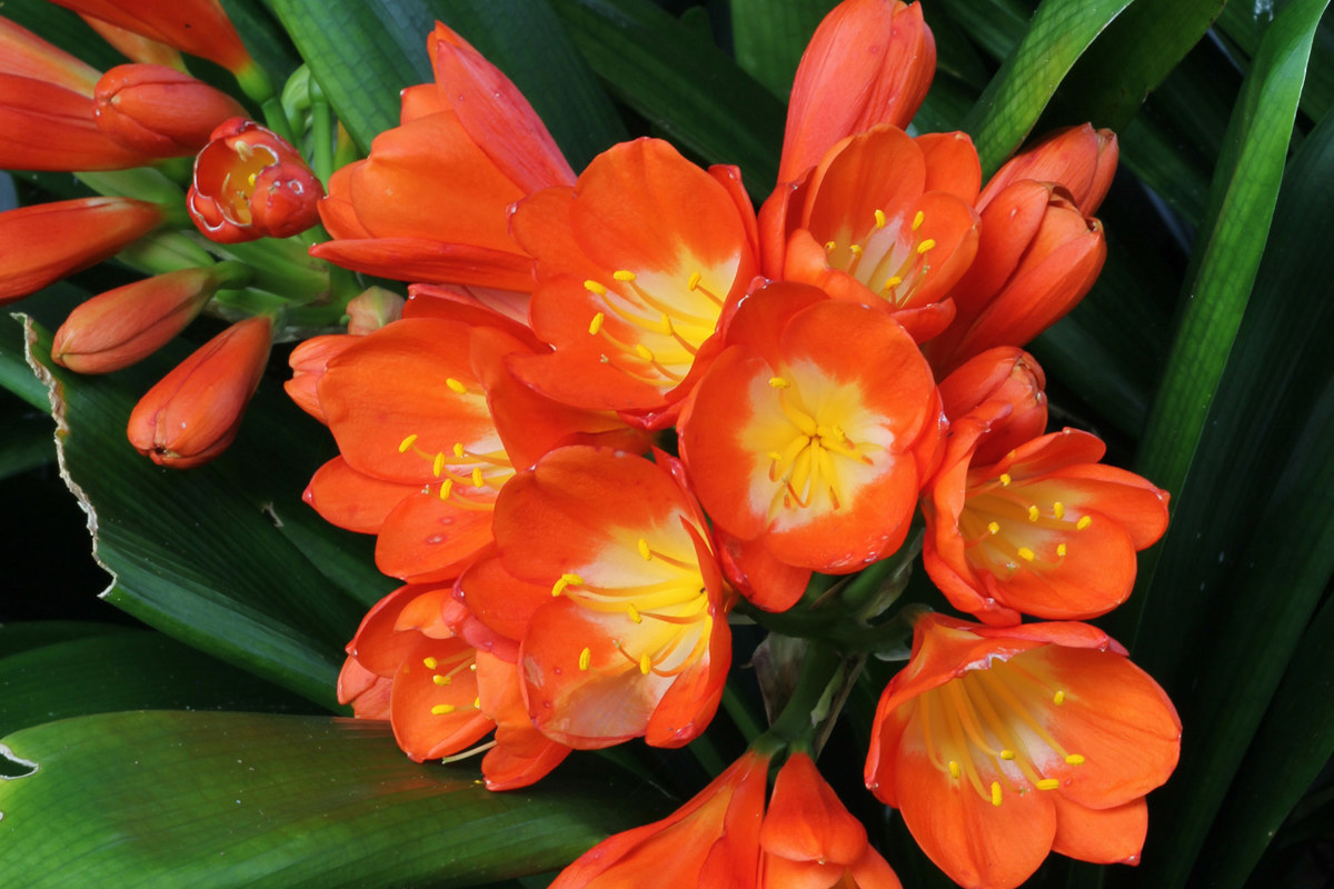 Clivia miniata (1).jpg